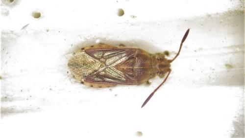 Réf. 280 474 : Stictopleurus abutilon